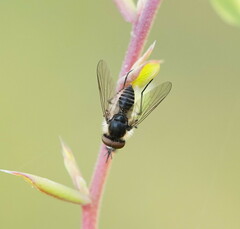 Acreotrichus