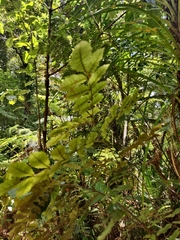 Pterophylla sylvicola