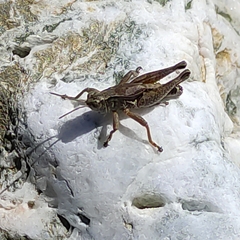 Phaulacridium marginale