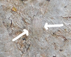 Ledromorpha planirostris