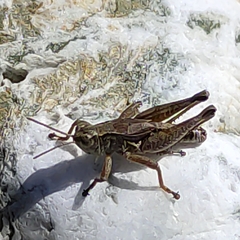 Phaulacridium marginale