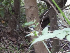 Psychonotis caelius