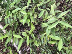 Alyxia stellata