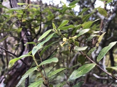 Alyxia stellata