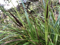Carex wahuensis
