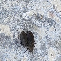 Saldidae