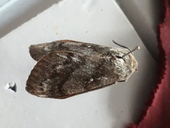 Dendrolimus superans sibiricus