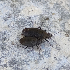 Saldidae