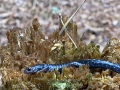Plethodon mississippi