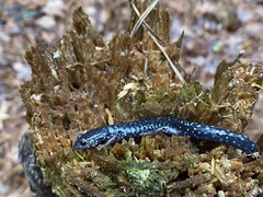 Plethodon mississippi