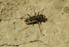 Neocicindela latecincta