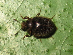 Simplocaria hispidula