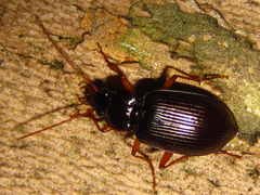 Nebria