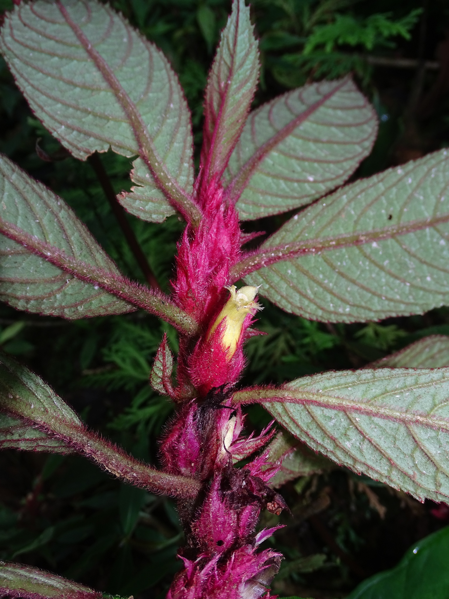 Columnea purpurata