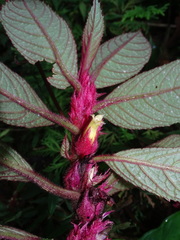 Columnea purpurata