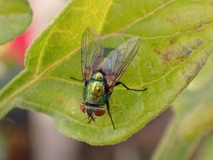 Luciliinae