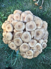 Desarmillaria caespitosa image