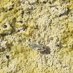 Corixidae