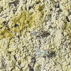 Corixidae