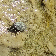 Saldidae