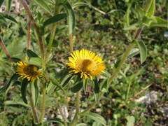 Pallenis spinosa