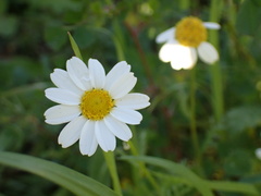 Anthemis