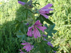 Malva sylvestris
