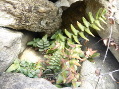 Pellaea calidirupium