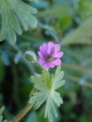 Geranium molle