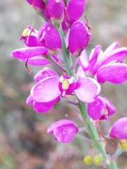 Comesperma virgatum
