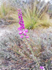 Comesperma virgatum