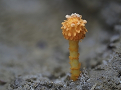 Agaricus trisulphuratus