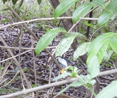 Psychonotis caelius