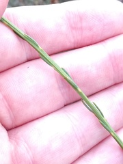 Comesperma virgatum