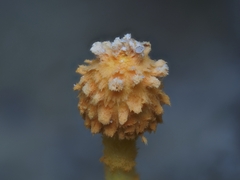Agaricus trisulphuratus
