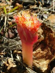 Haemanthus sanguineus