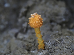 Agaricus trisulphuratus