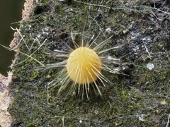 Mycena brunneisetosa