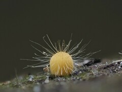 Mycena brunneisetosa