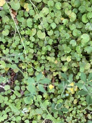 Centella uniflora