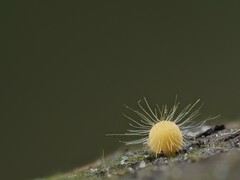 Mycena brunneisetosa