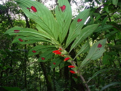 Columnea dimidiata