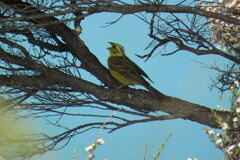 Emberiza citrinella caliginosa