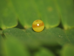 Polyura bharata