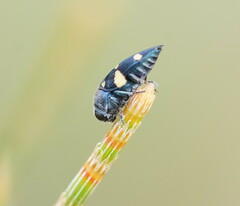 Astraeus pygmaeus