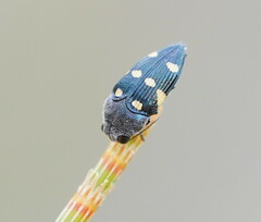 Astraeus pygmaeus