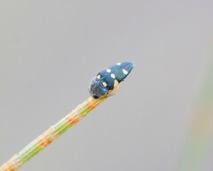 Astraeus pygmaeus