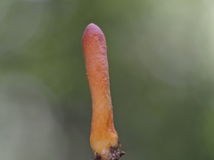 Trichoderma cornu-damae