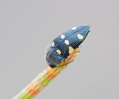 Astraeus pygmaeus