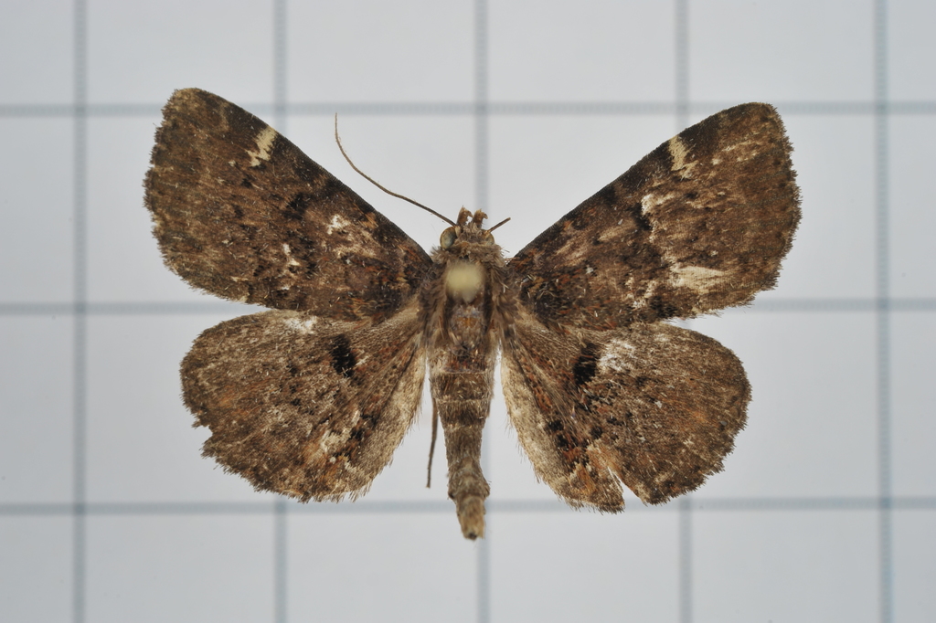 Diomea discoinsigna